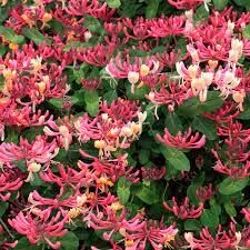 Sausmedis - Serotina