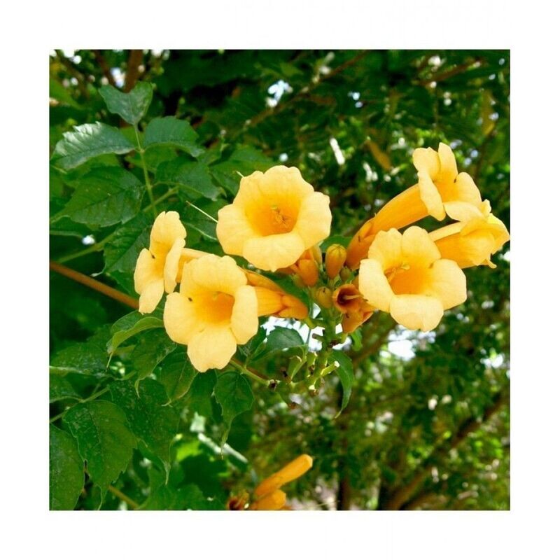 Ląstūnė stambiažiedė - Flava
