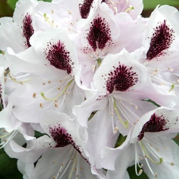 Rododendras Calsap