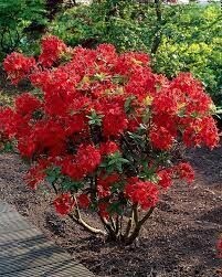 Rododendras (Azalija)Nabuco