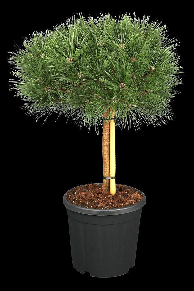 Pušis juodoji (pinus nigra)Pierrick Bregeon stamb.