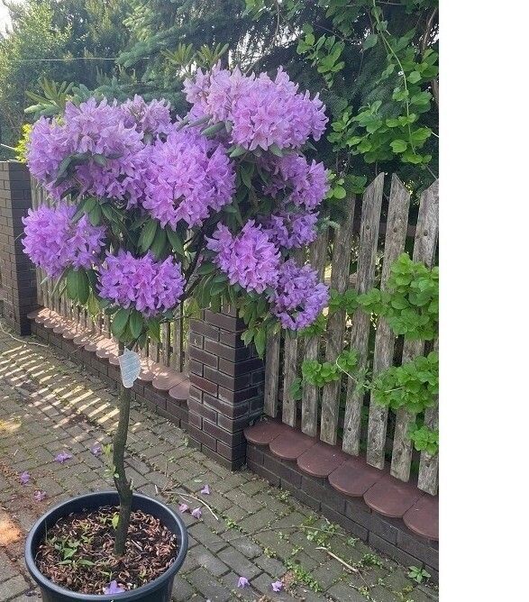 Rododendras stiebinis ''Catawbiense Grandiflorum''