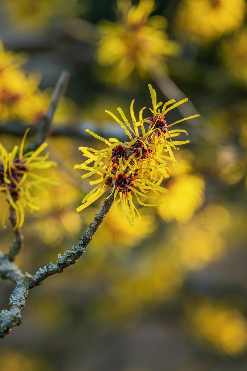 Hamamelis x intermedia Arnold"s Promise C7.5l
