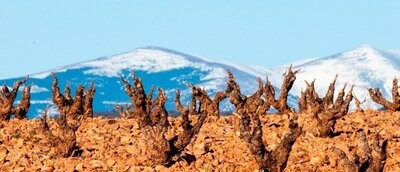 Campo de Borja