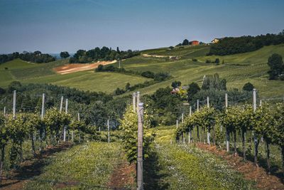 Marche