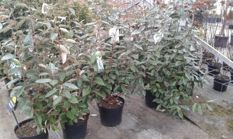 Elaeagnus ebbingei