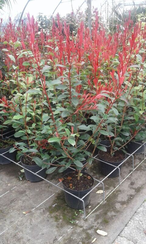 Photinia Carré Rouge