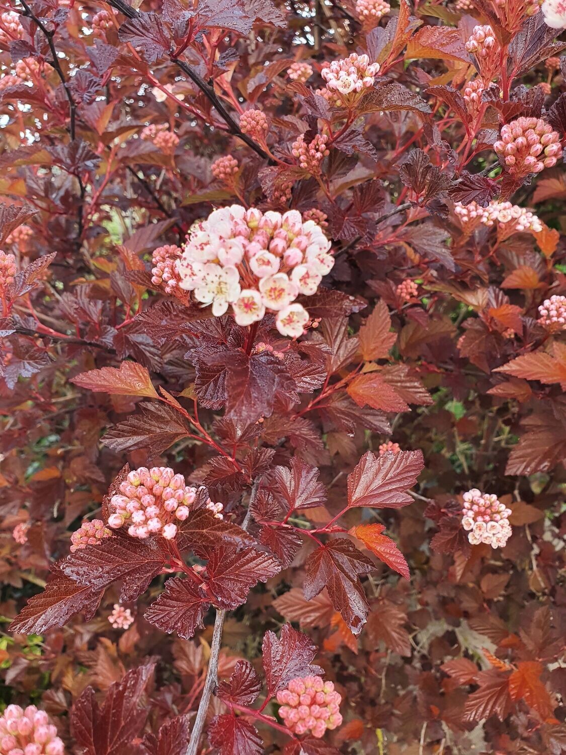 Physocarpe à feuilles pourpres