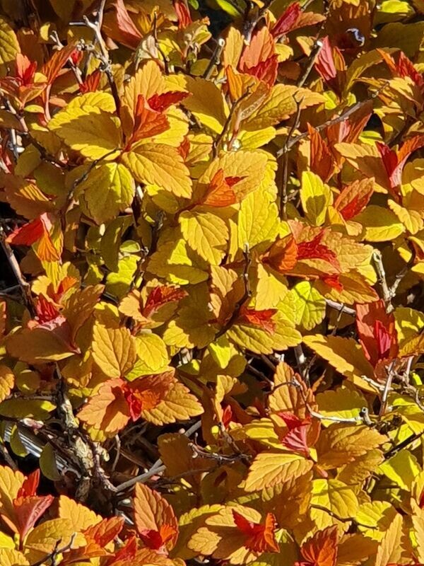 Spirée Goldflame