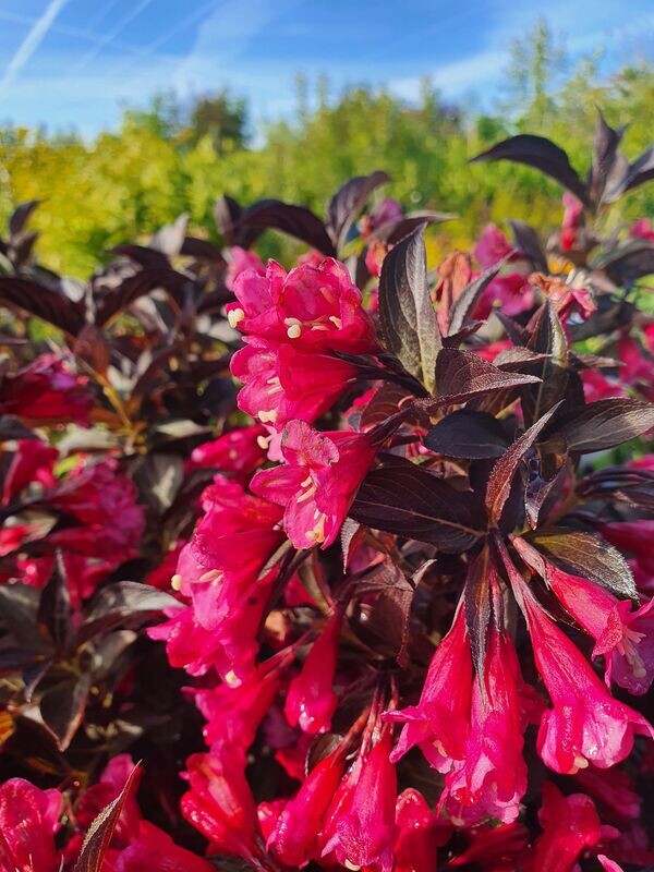 Weigelia Alexandra