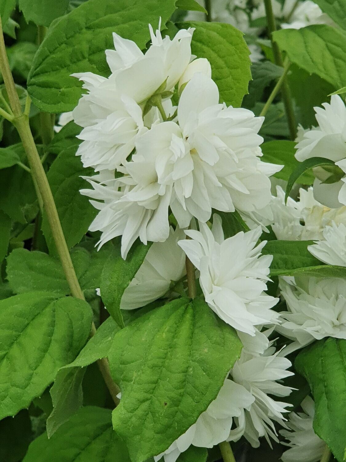Seringat à fleurs doubles