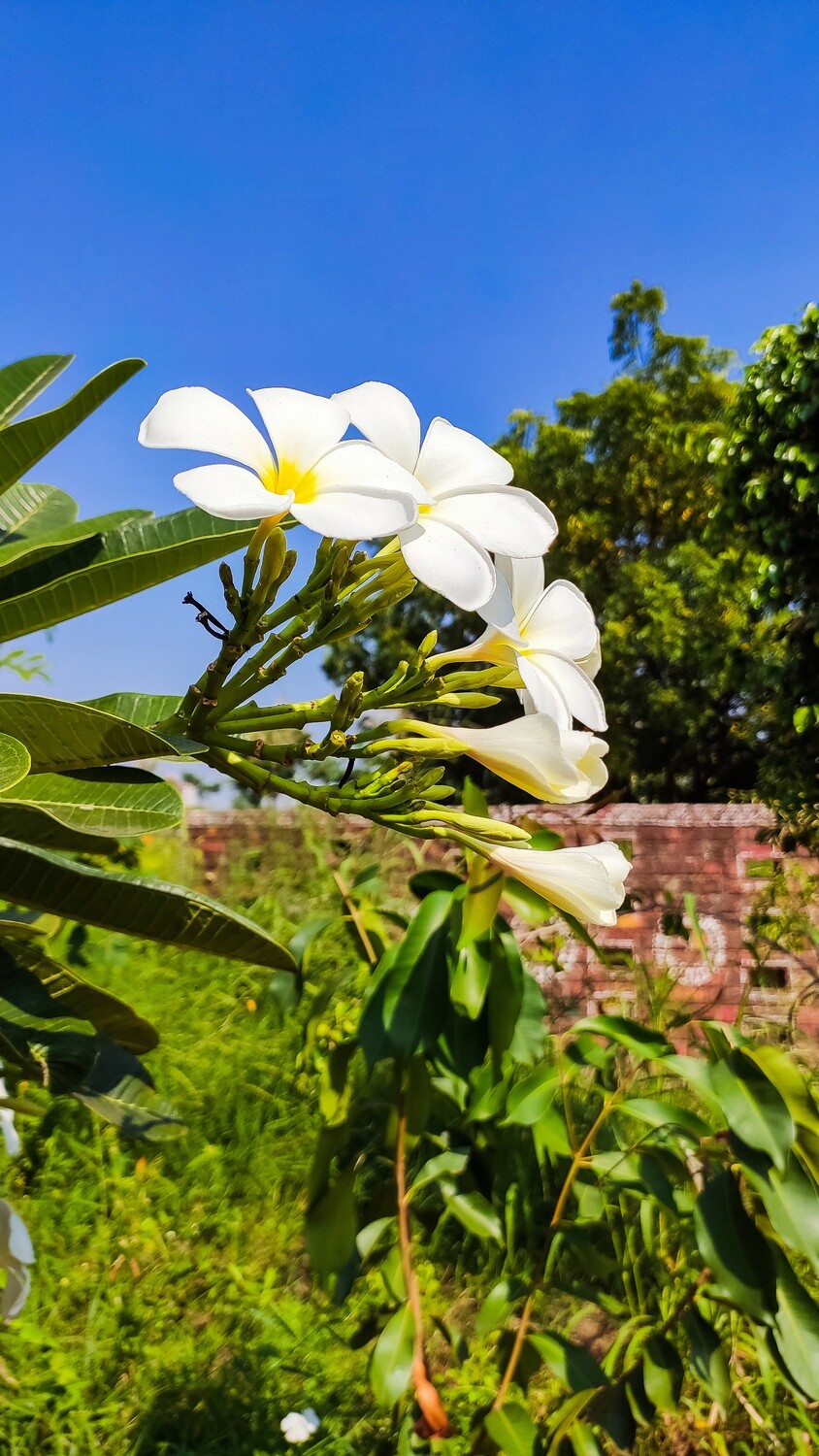 Flower hand works