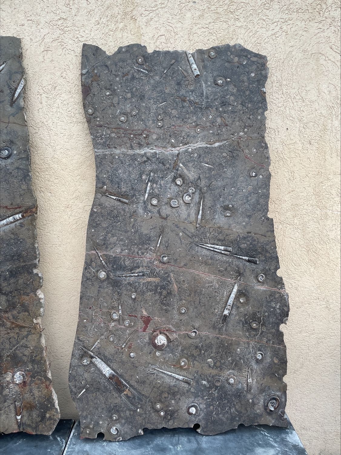 Fossilien Marmor Tafel mit Nautilus Schnecken und Ammoniten