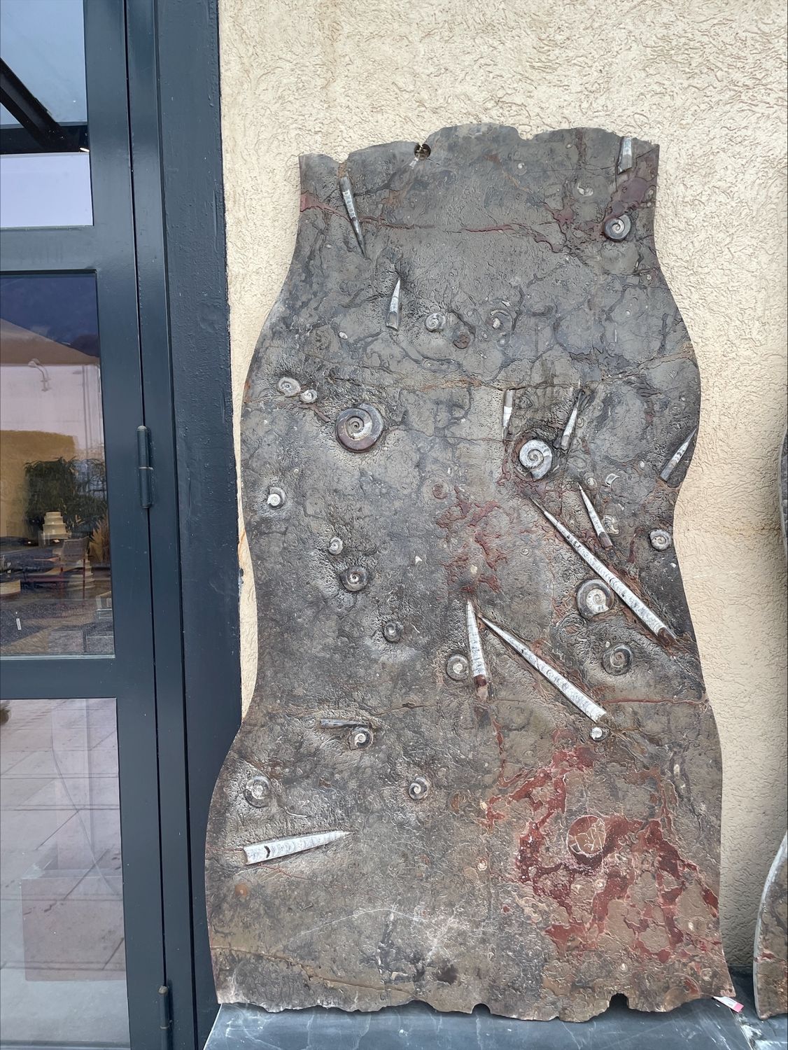 Fossilien Marmor Tafel mit Nautilus Schnecken und Ammoniten