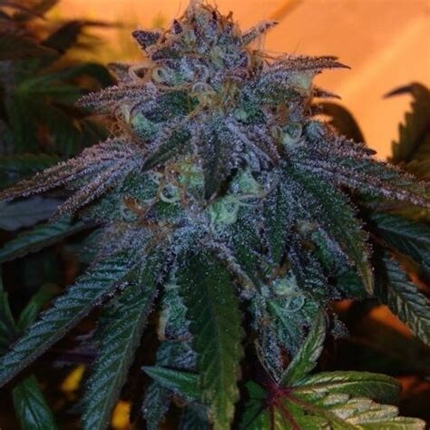5 Stardawg Feminized Seeds