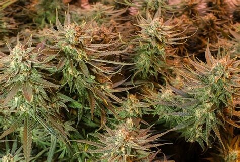 5 Blue Dream seeds