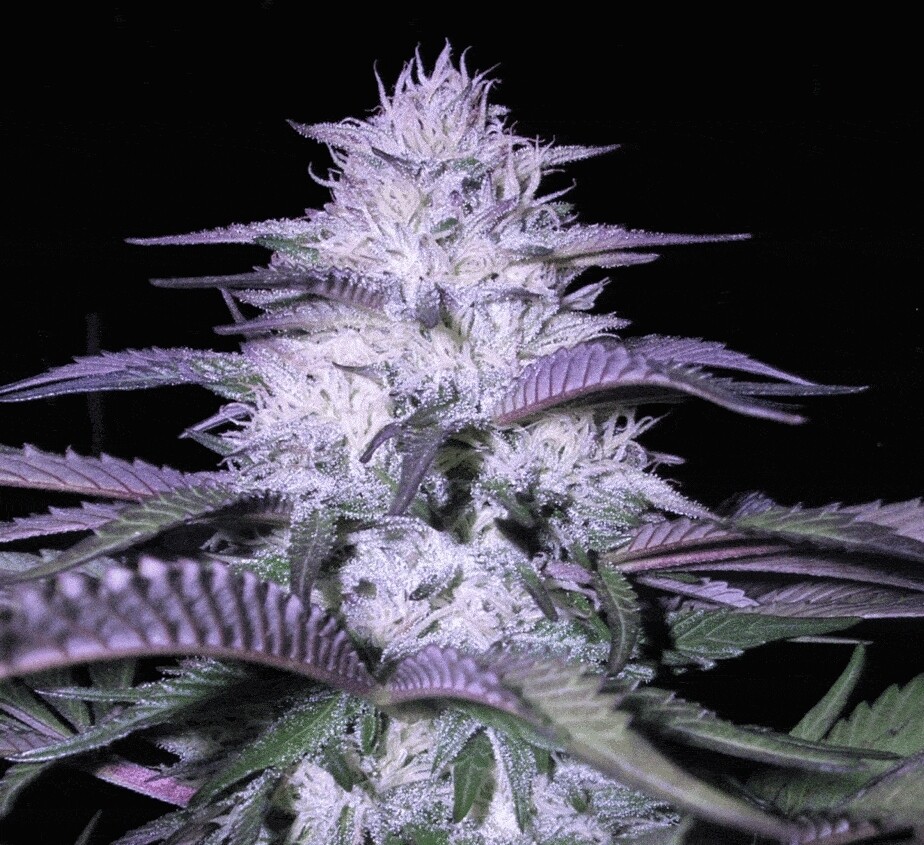 10 God Father OG Seeds