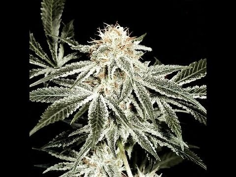 10 Super Lemon Haze Seeds