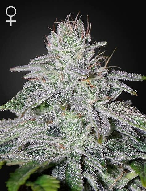 Bulk buy 50 Feminised Lemon cheese seeds