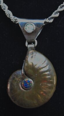 Ammonite with 4 npals