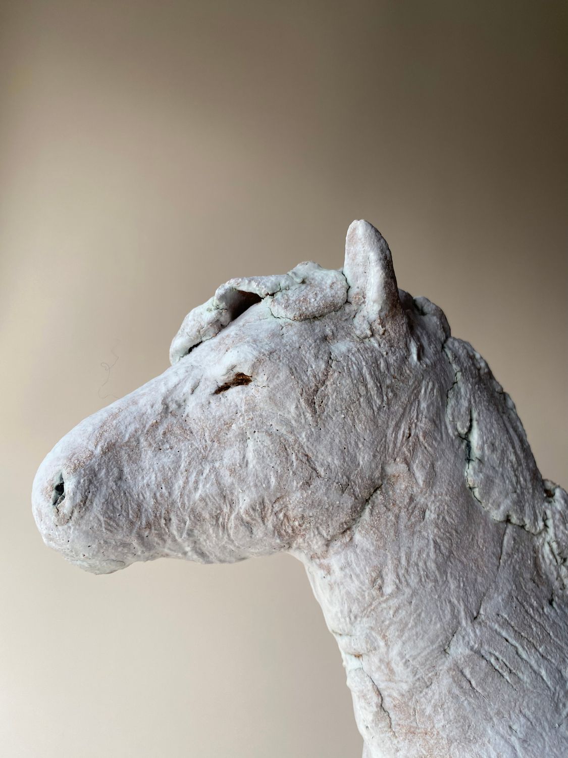 Long Mynd Wild Pony 3 Long Mynd Wild Pony 3