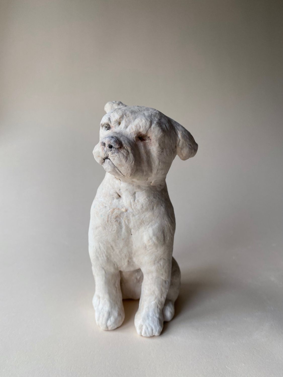 Crusty white dog Crusty white dog