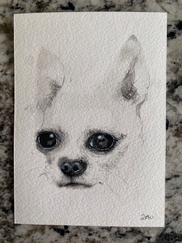 little white dog study 1 little white dog study 1