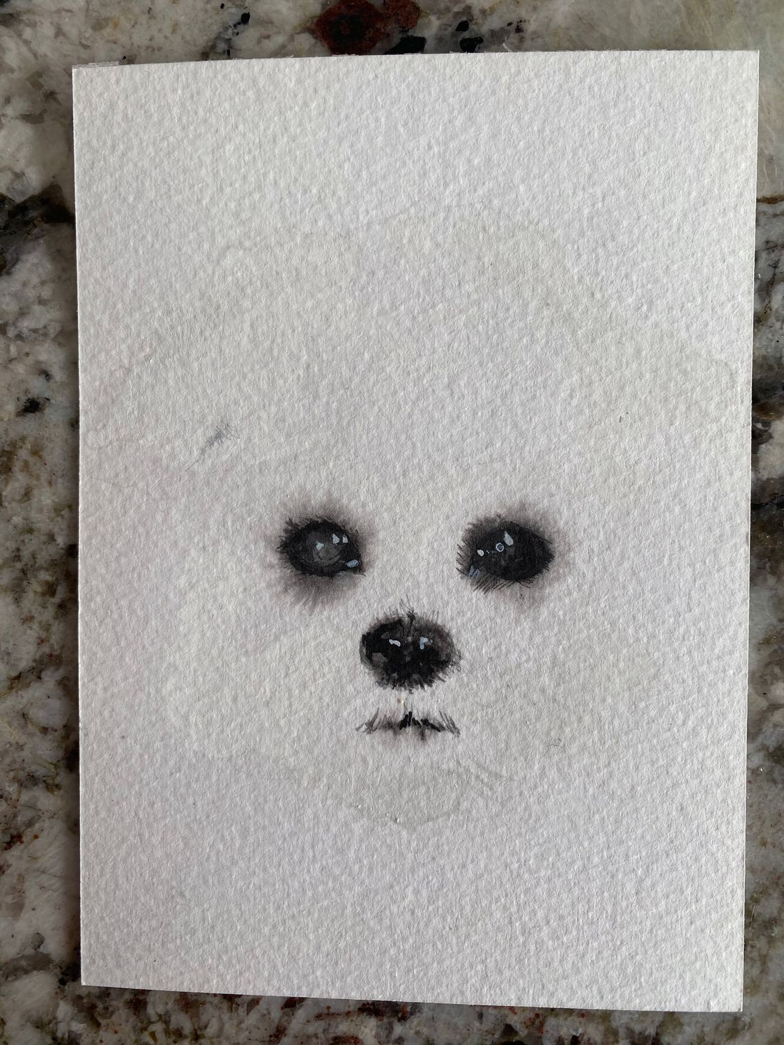 little white dog study 3 little white dog study 3