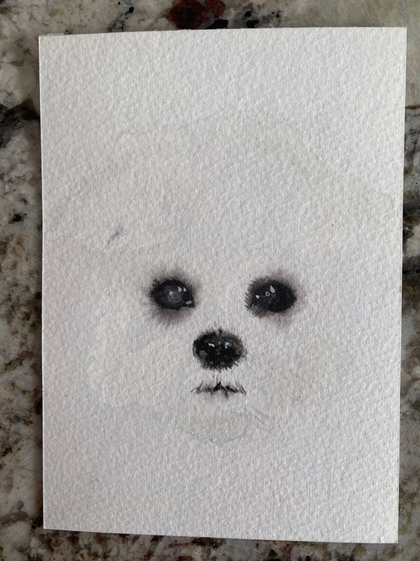 little white dog study 3 little white dog study 3