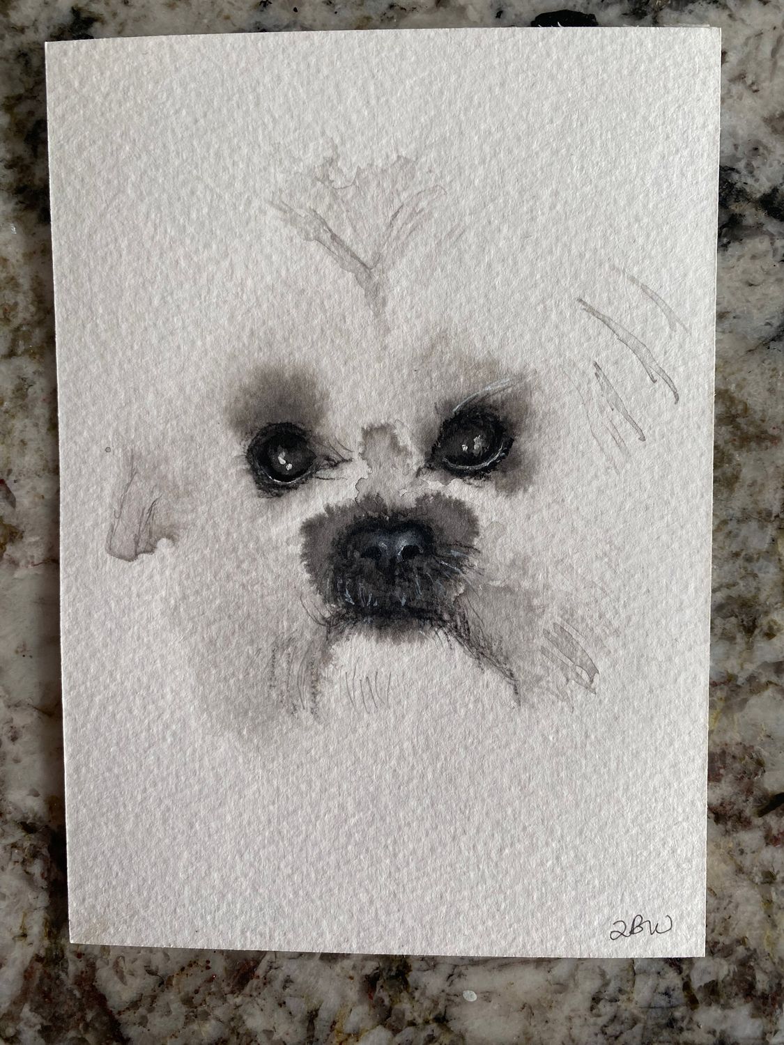 little white dog study 2 little white dog study 2