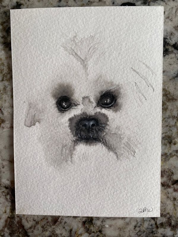 little white dog study 2 little white dog study 2