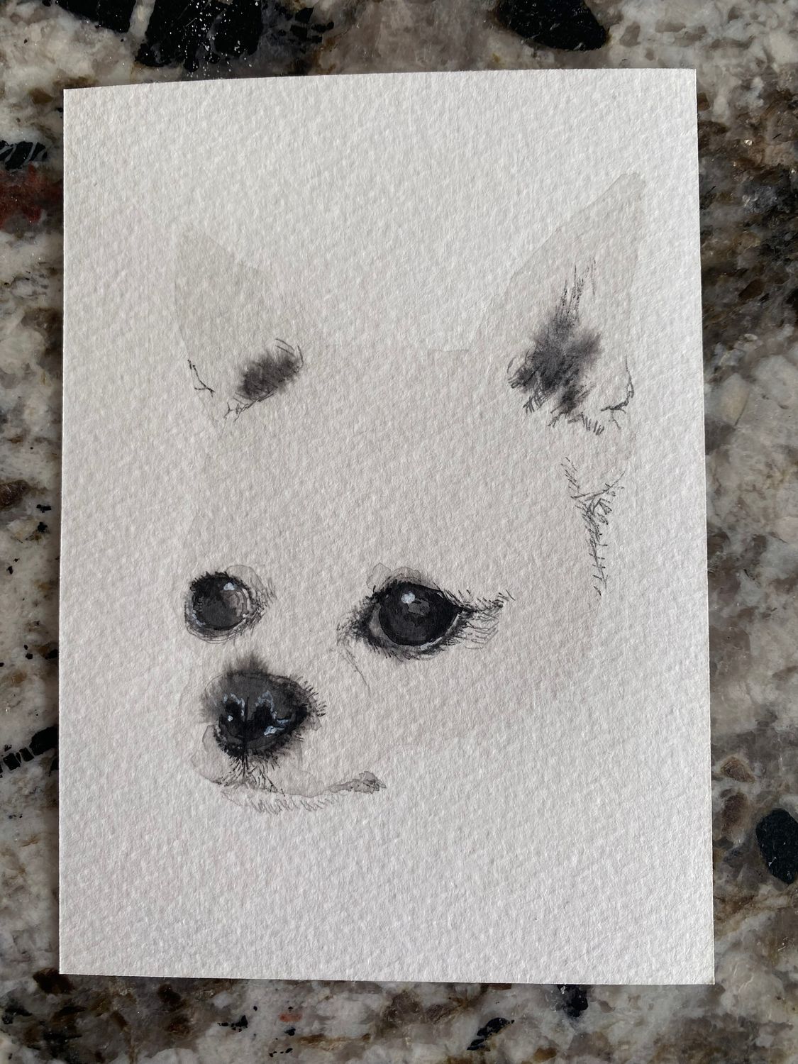 little white dog study 4 little white dog study 4