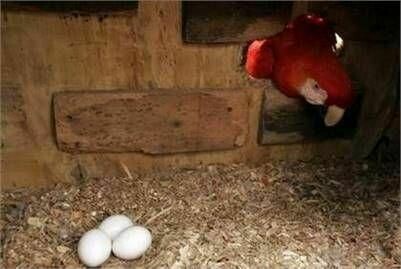 Scarlet Macaw eggs