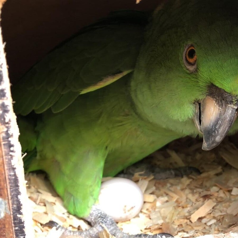 green parrot eggs