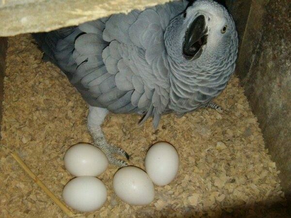 Grey African Parrot eggs