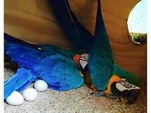 blue and gold macaw eggs