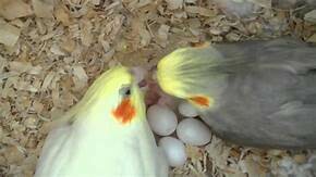 cocktail eggs