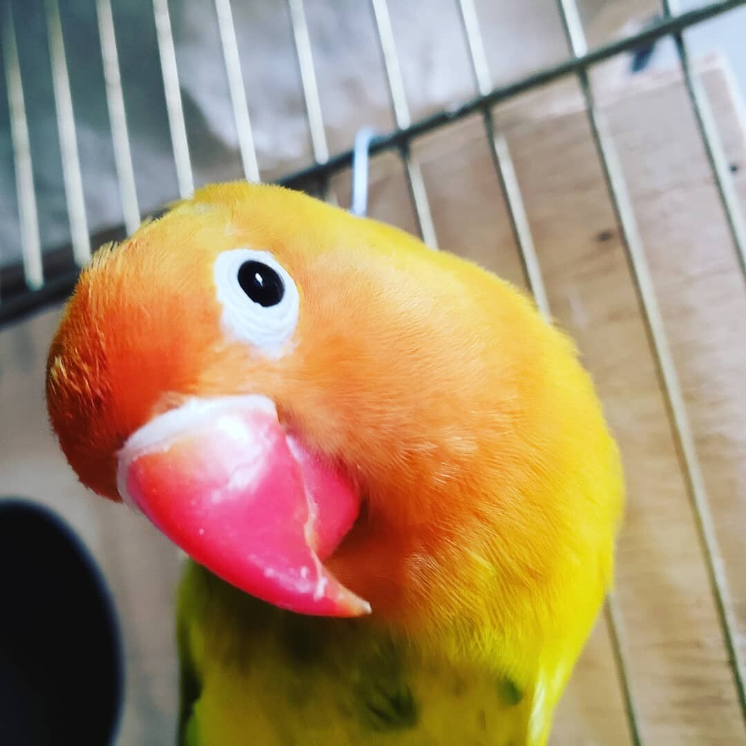 love bird