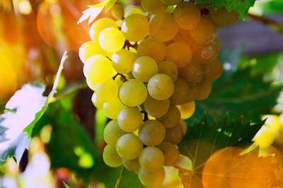 "J. Orange Wine, Gelber Muskateller 2023" - untreated &amp; unfiltered - NESTOR - 12 x 0.75l - (AT)