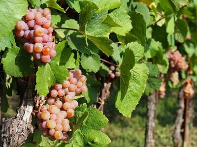 "B. Pinot Gris Ried Lehendorf 2021 Reserve" - dry-750ml - (AT)