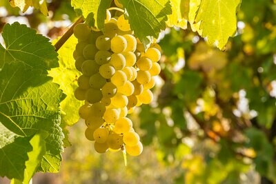 "A. NESTOR Chardonnay . Ried Lehendorf 2022" - dry - NEUKAMP & STADLER . Halbturn - 6x 0,75l - (AT)