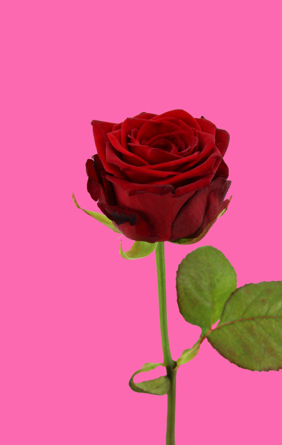 1 Rose | Red Naomi | PREMIUM