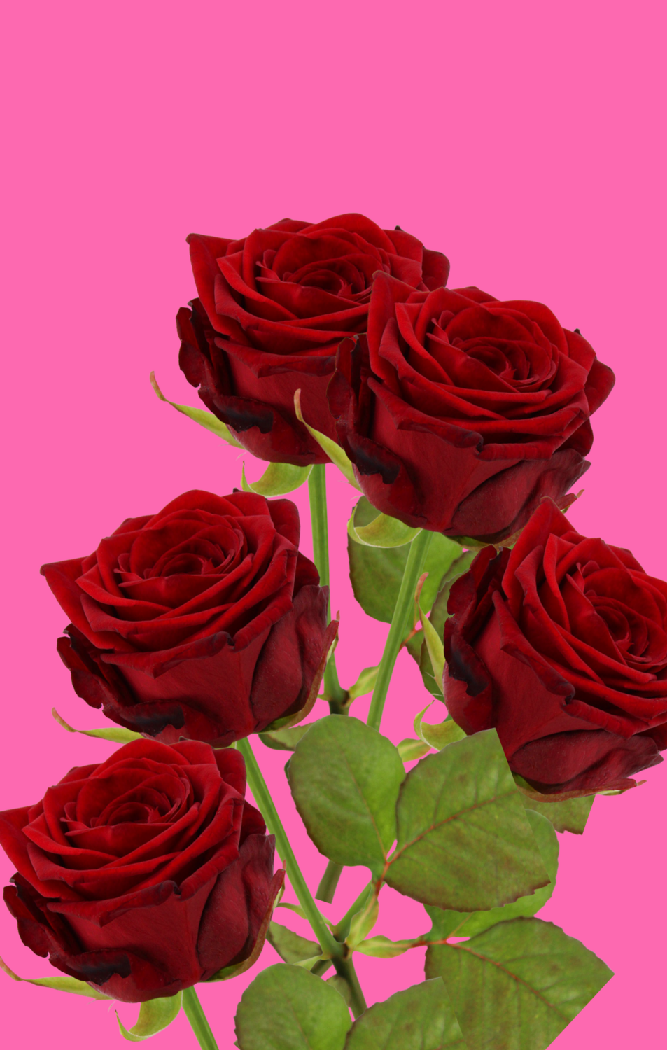 5 Rosen | Red Naomi | PREMIUM