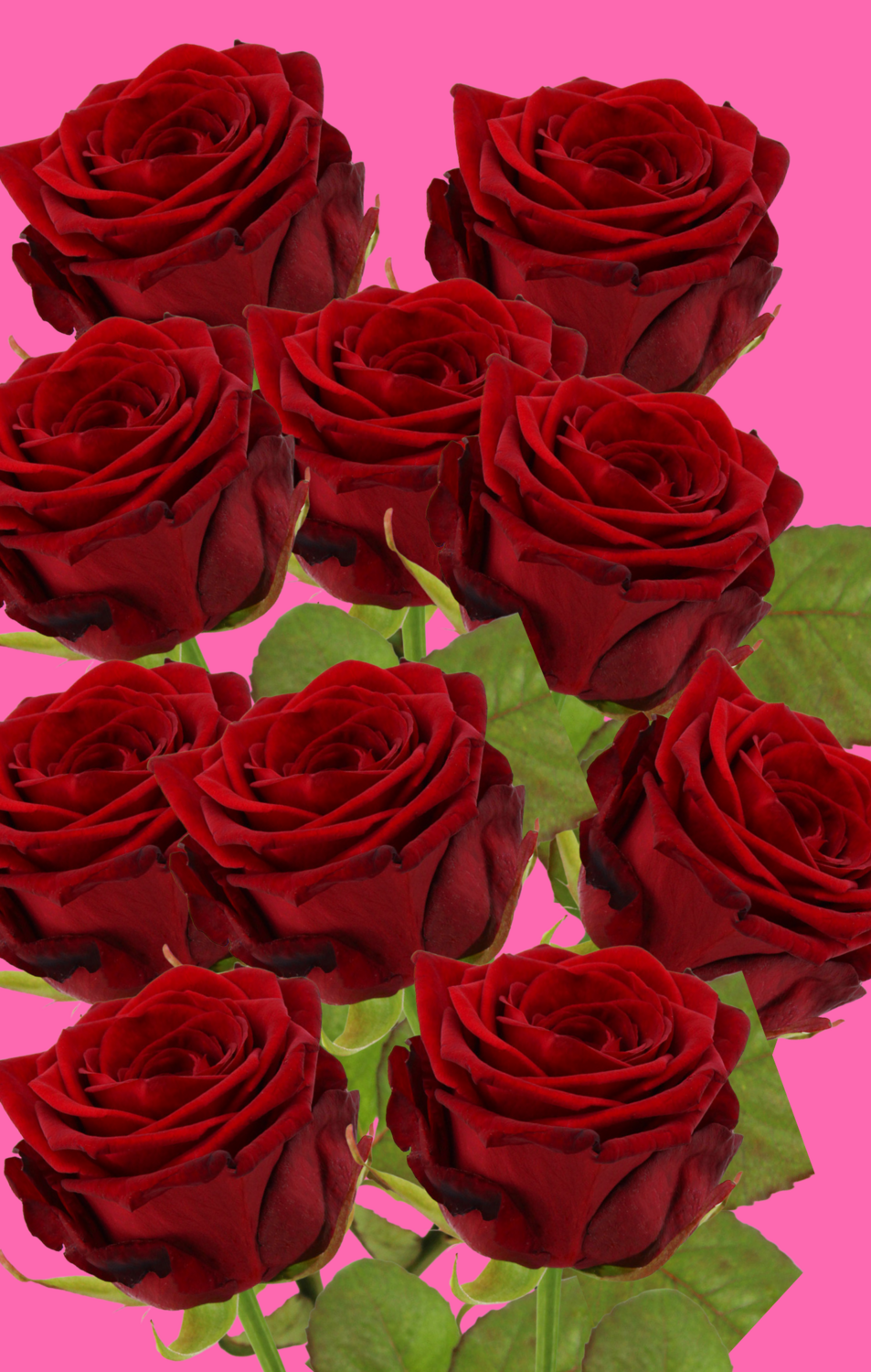 10 Rosen | Red Naomi | PREMIUM
