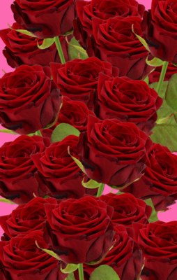 20 Rosen | Red Naomi PREMIUM |
