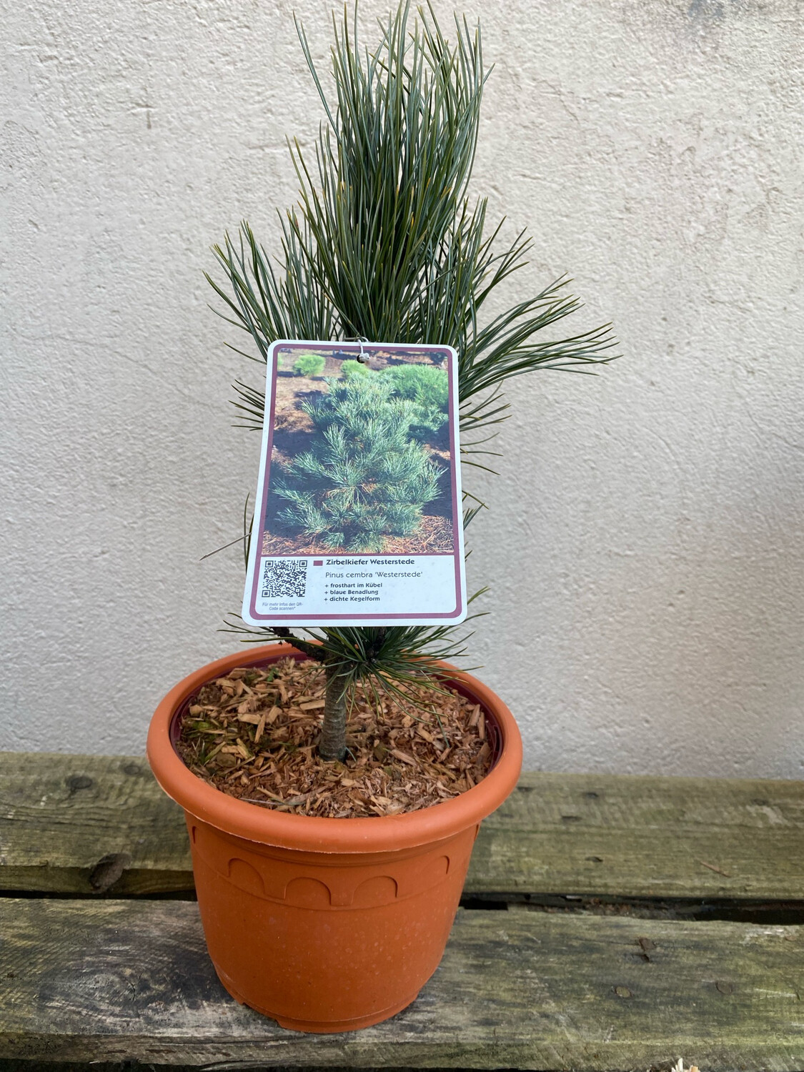 Pinus cembra Westerstede