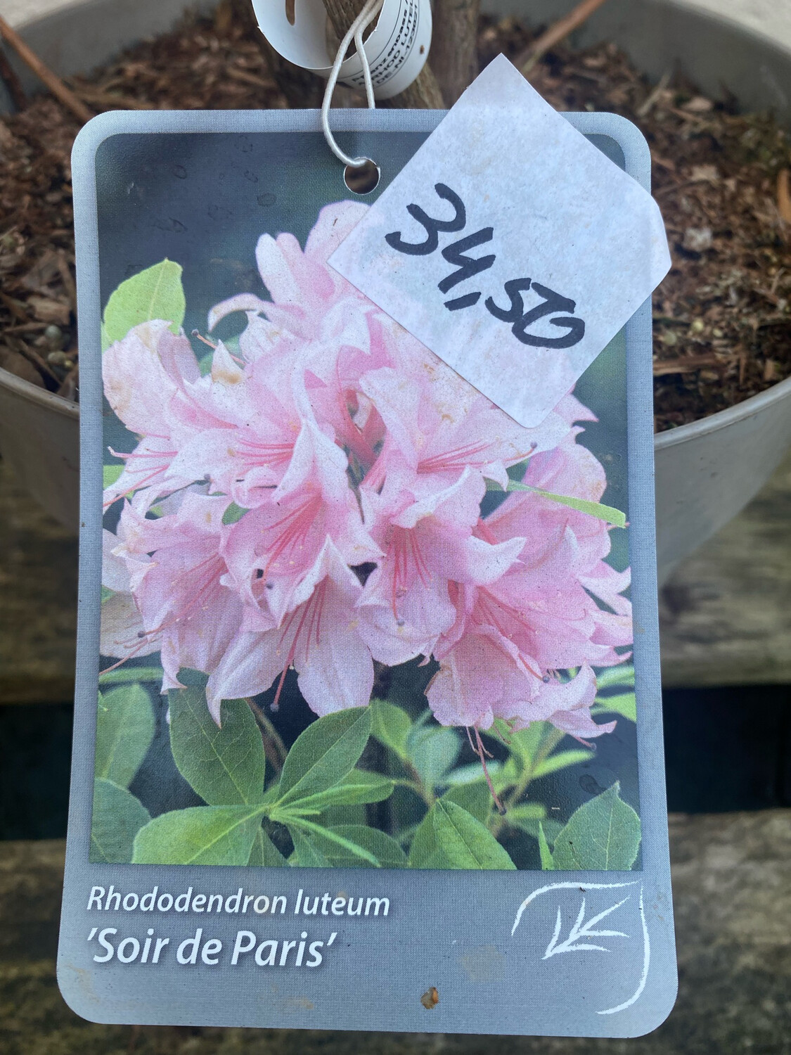Rhododendron Soir de Paris