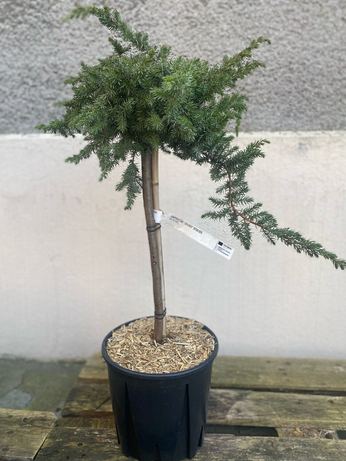 Juniperus Schlager Stämmchen