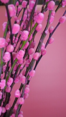 Kätzchen Zweige | Rosa