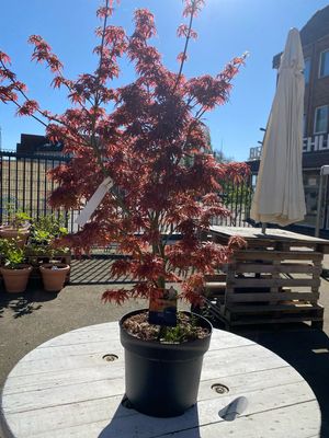 Acer, rot